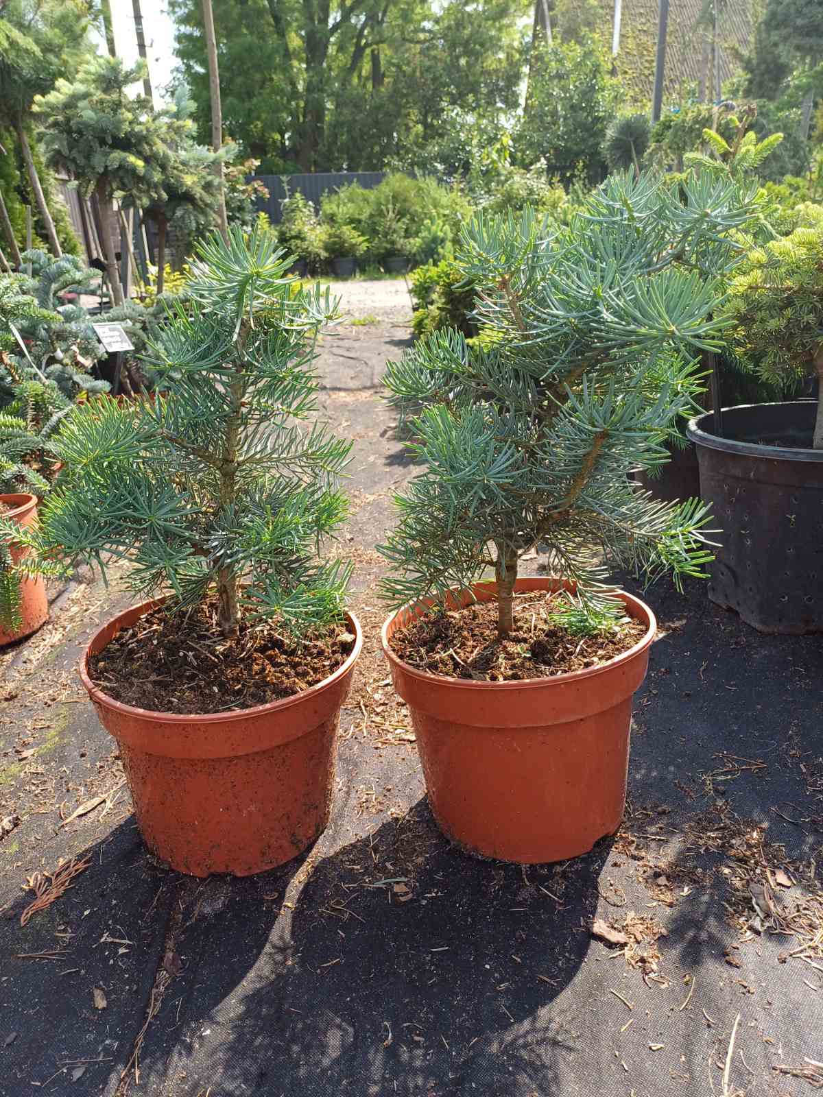 Үнді әйелдерінің түкті жамбас және иық аймақтарының фотосуреттері Ер модельдер, модельдердің фотосуреттері, жалаңаш ер адамдар